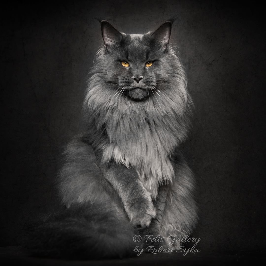 Мейн куны Роберта Сийки