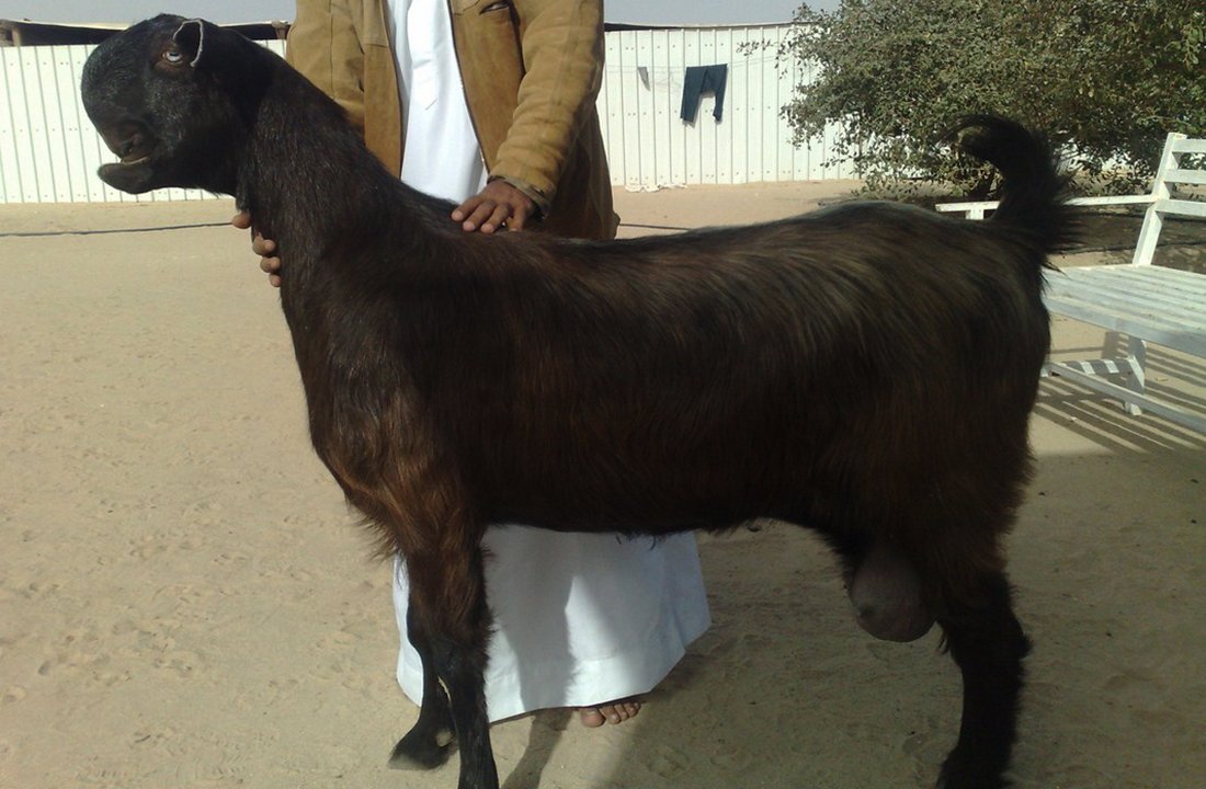 Козы с длинными ушами