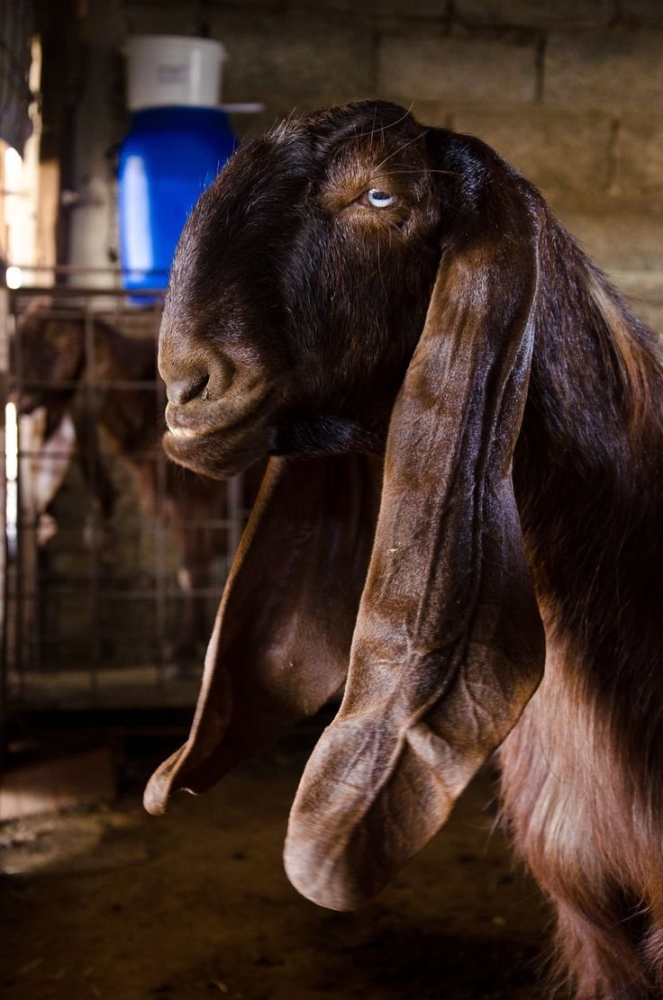 Козлята нубийской породы