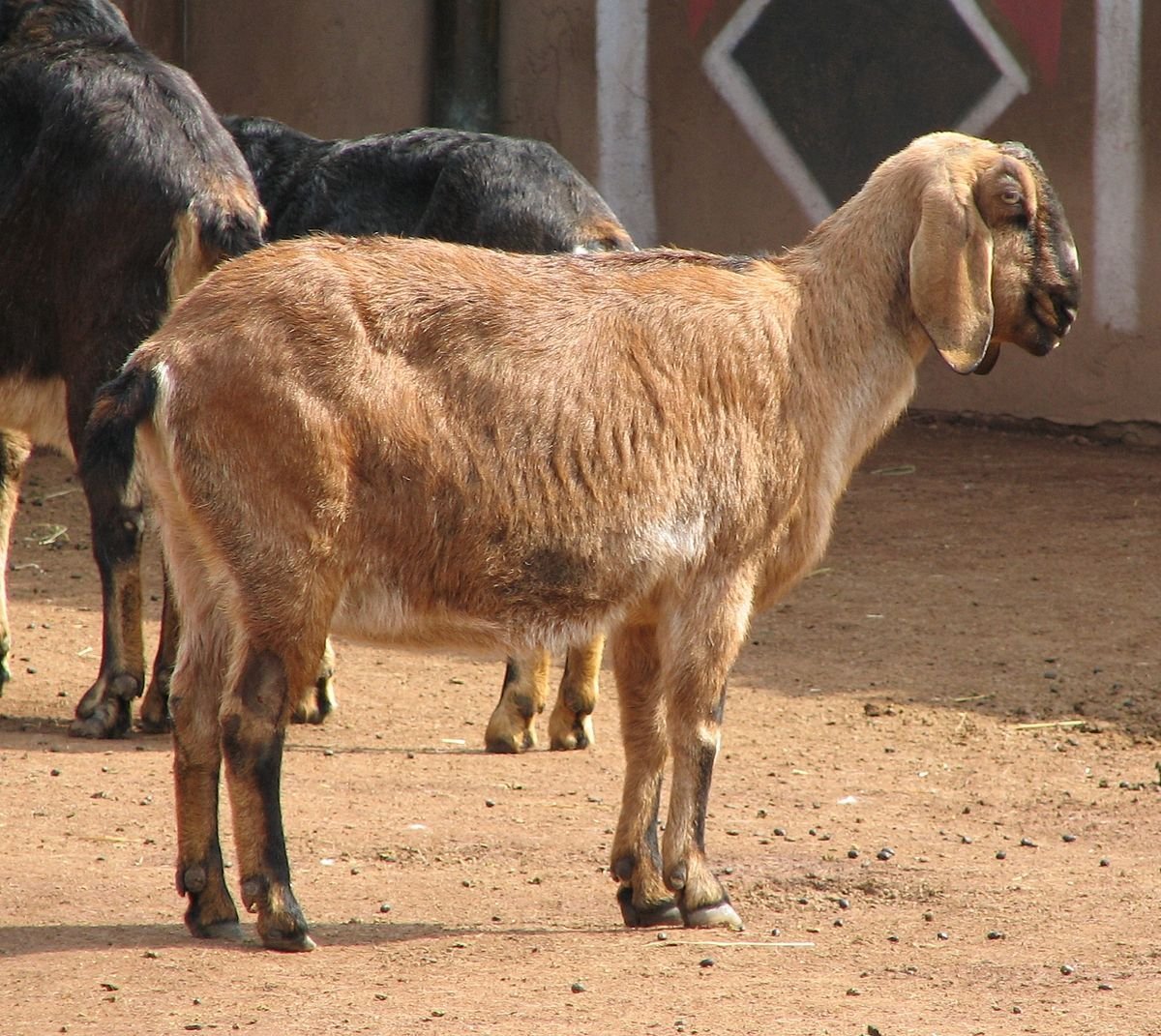 Козлы Камори