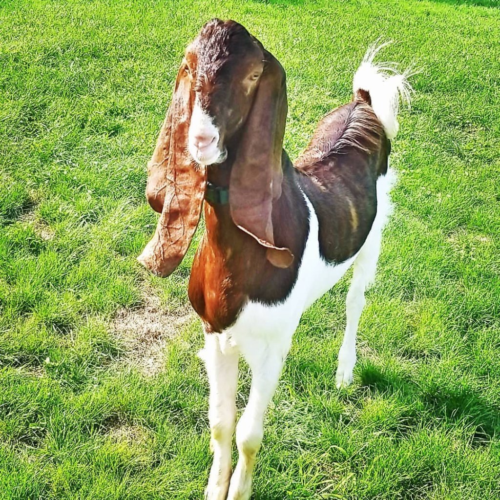 Англо-нубийская коза