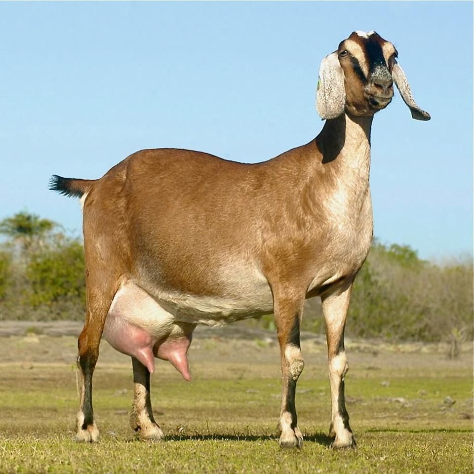 Вислоухие козы нубийский