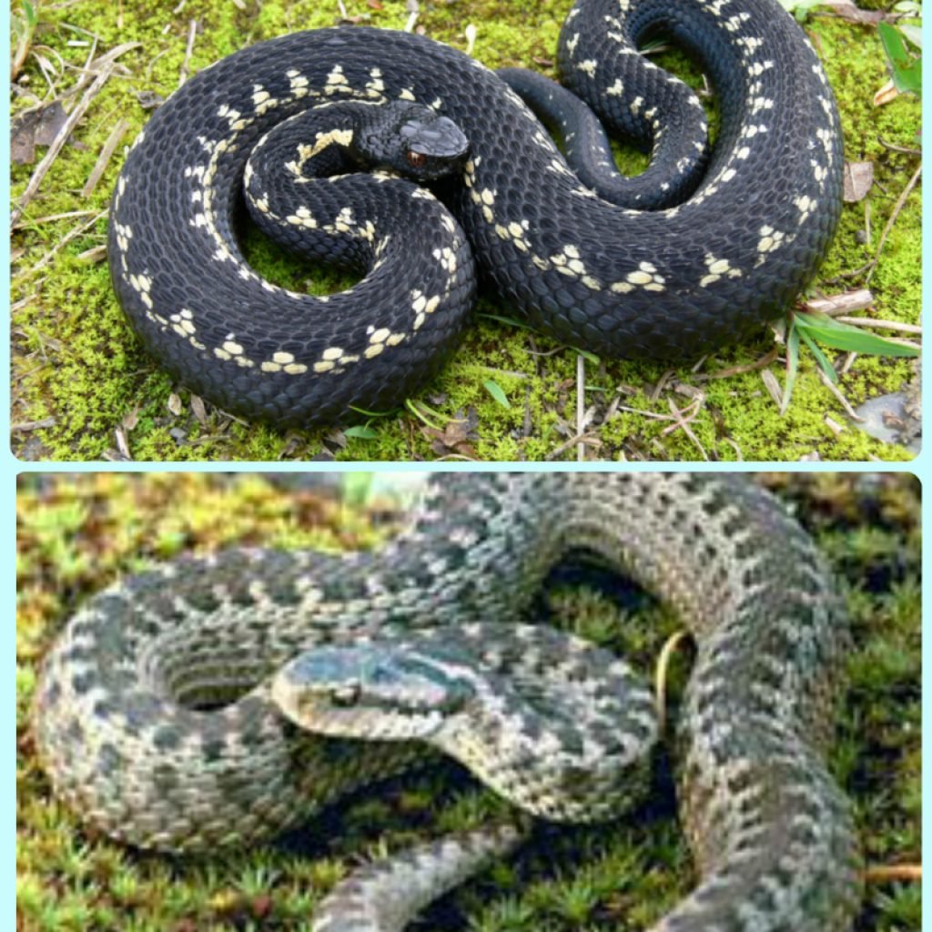 Змея гадюка Кавказская