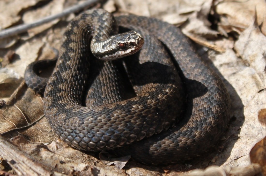 Уссурийский щитомордник