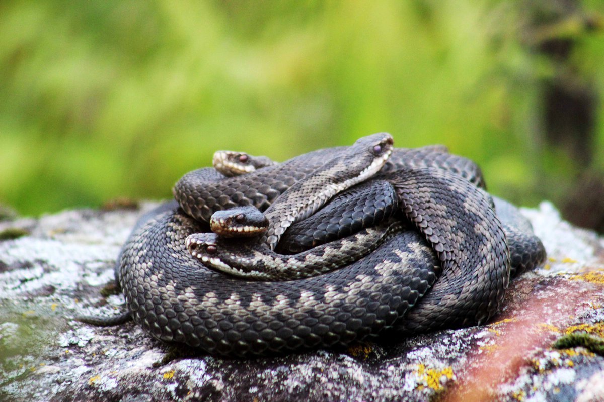 Змеи Карелии гадюка