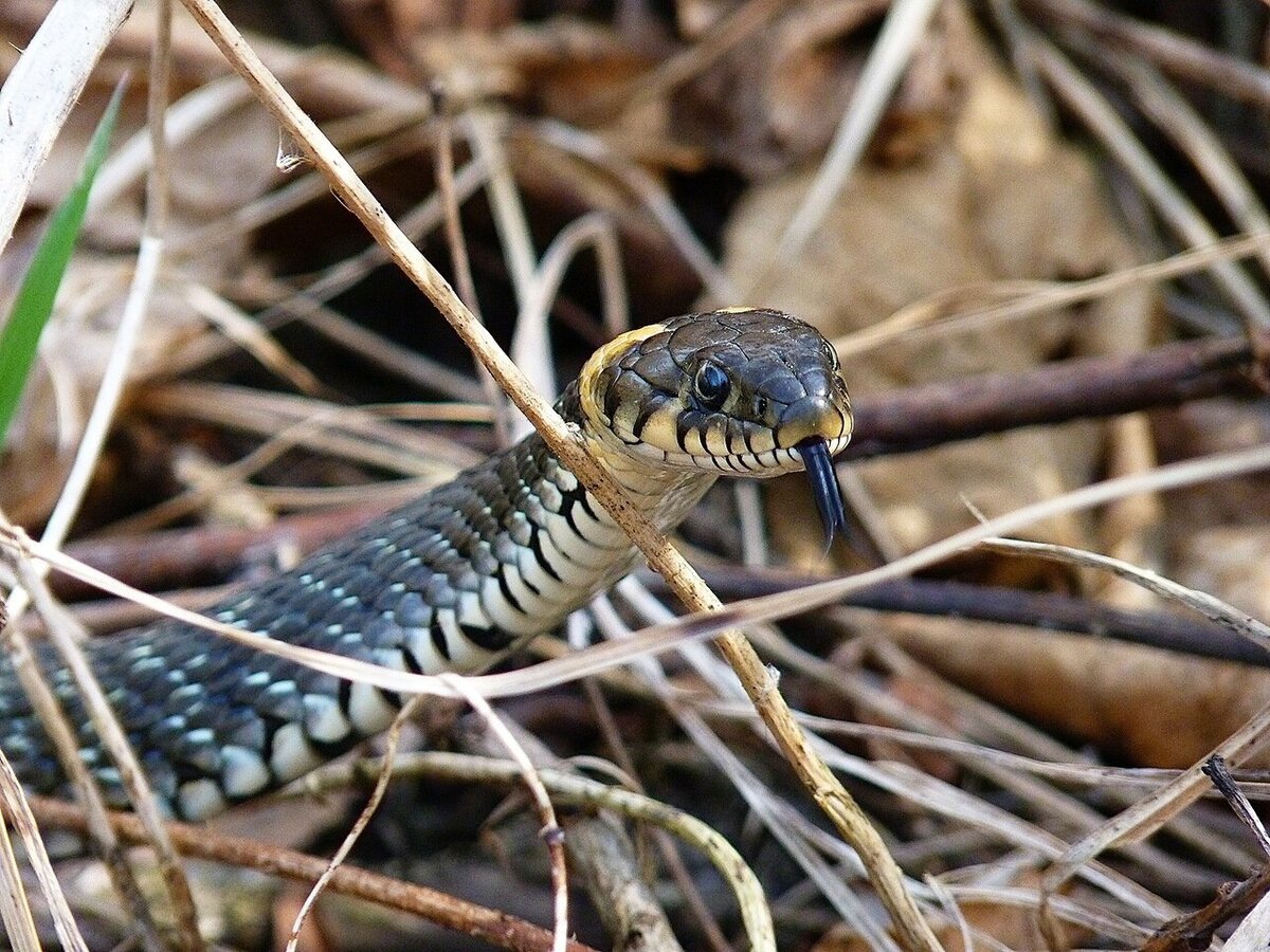 Неядовитая змея в Орловской области
