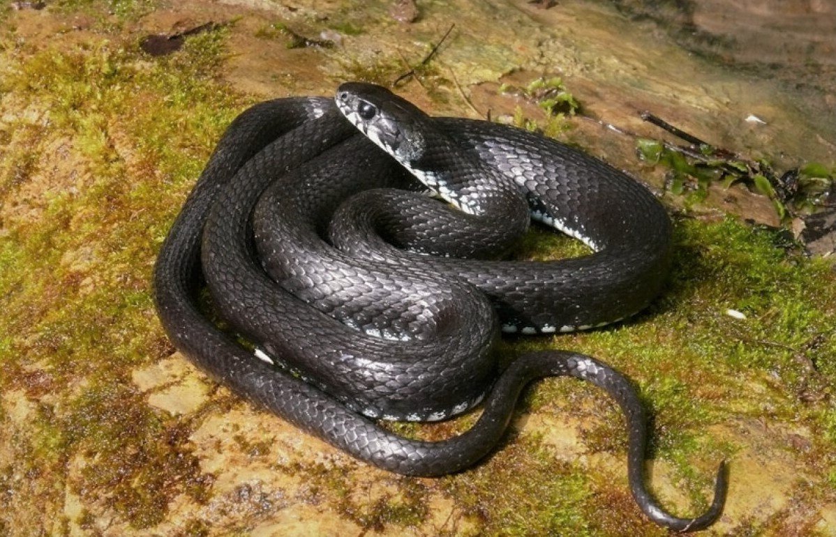 Гадюка Лотиева