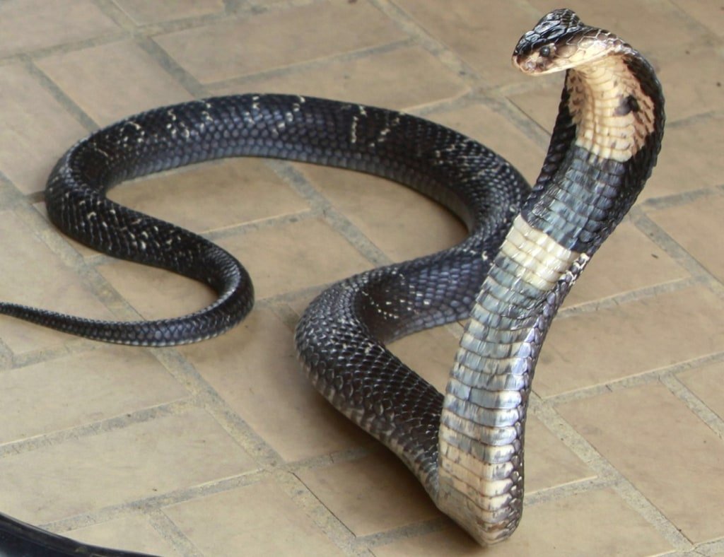 Ядовитые змеи Ставропольского края полоз
