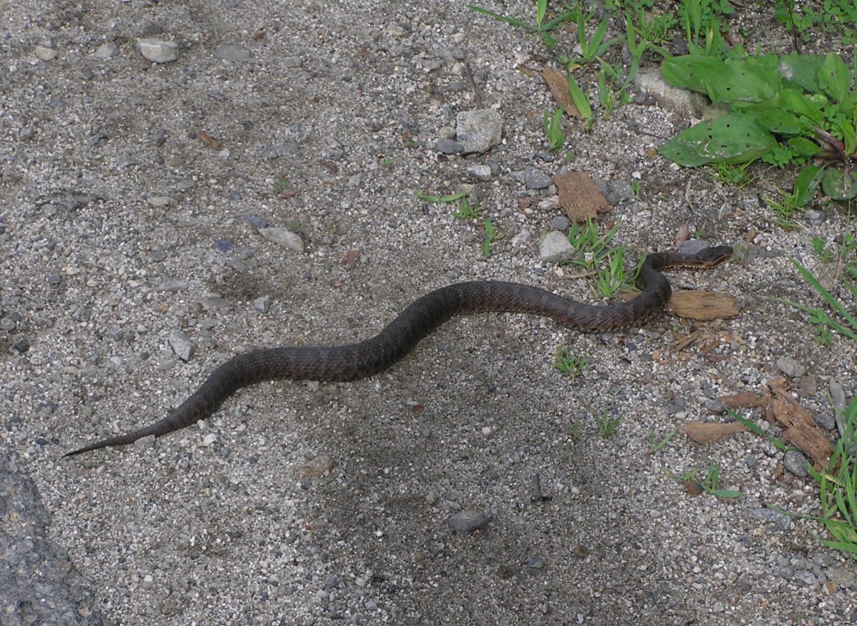 Ядовитые змеи Приморского края щитомордник