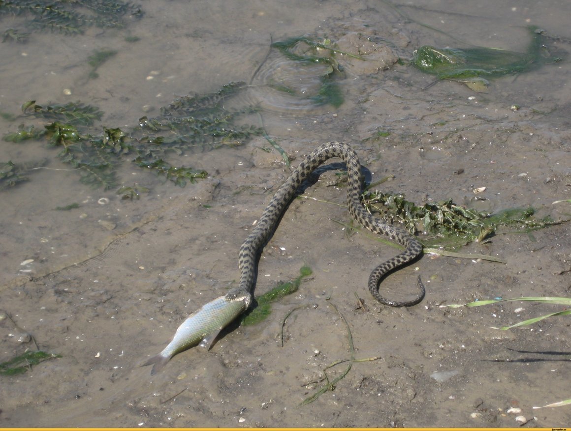 Змеи Волго-Ахтубинской Поймы