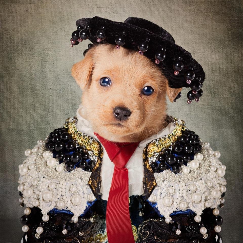 Нарядная собака