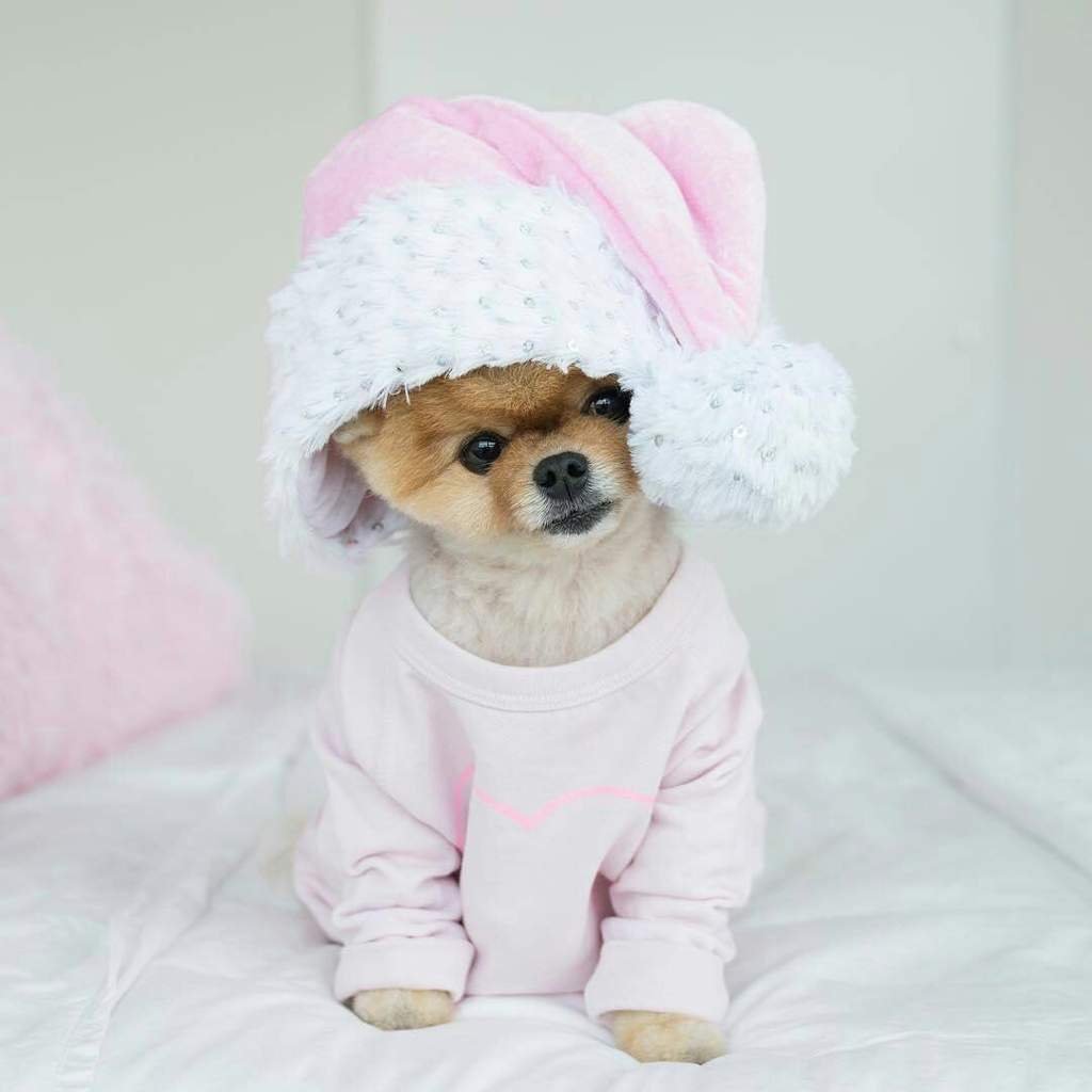 Милые собачки в костюмах