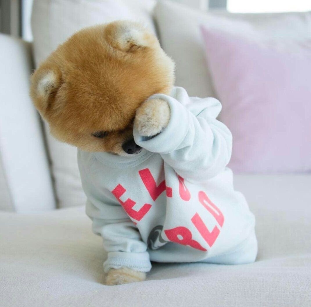 Щенок в милом костюмчике