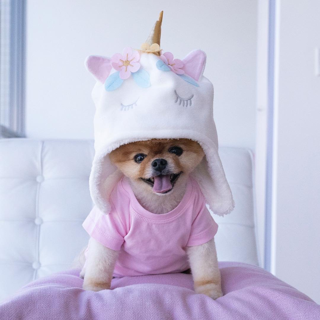 Шпиц в костюме