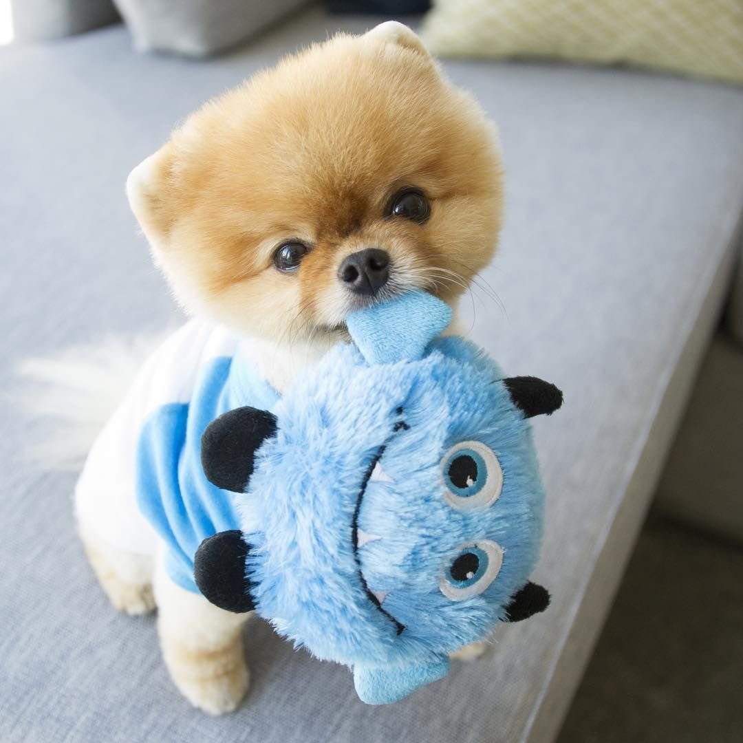 Померанский шпиц jiffpom белый