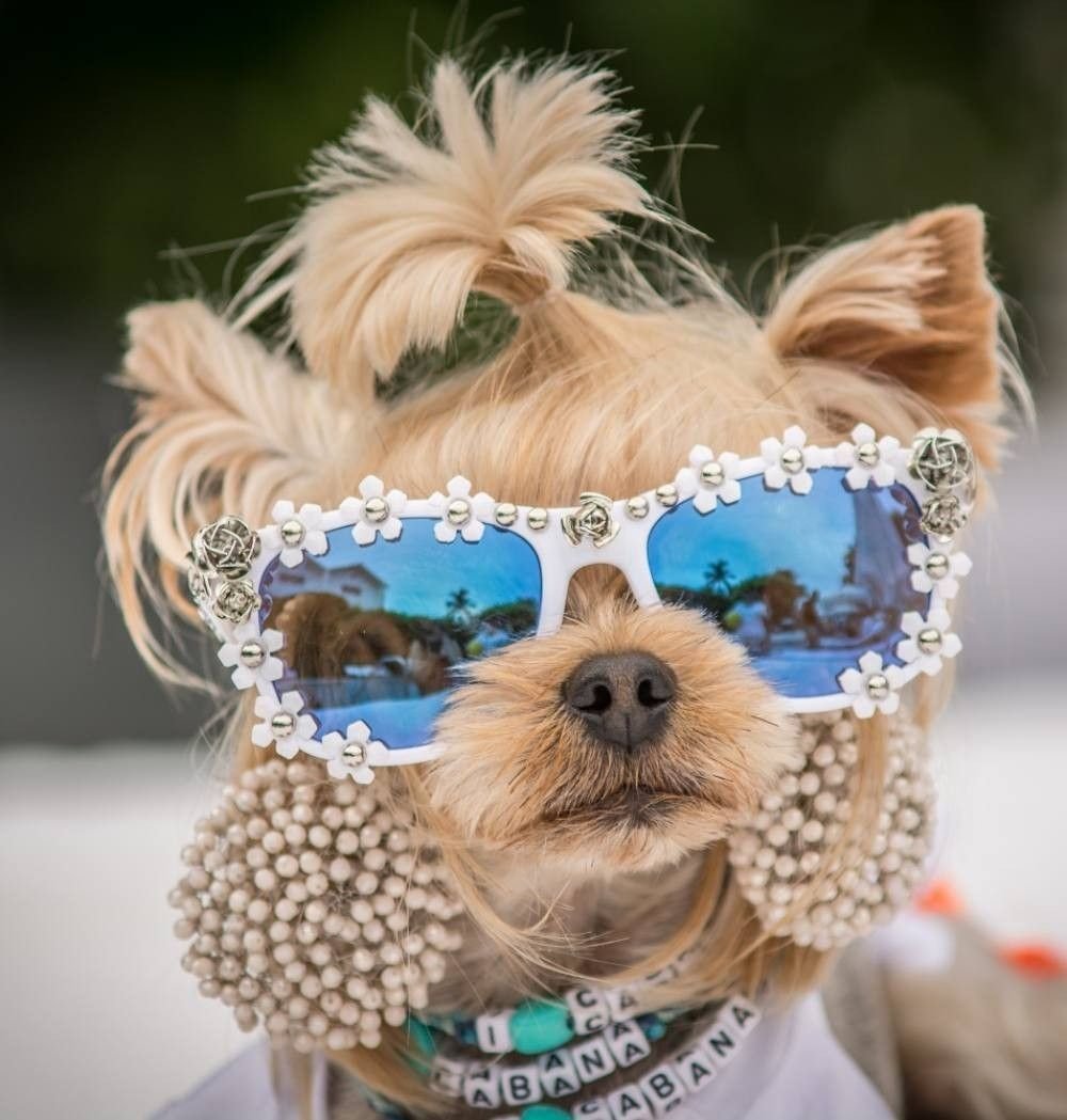 Модные собачки