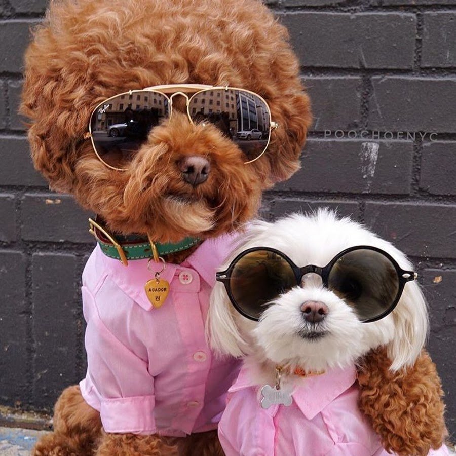 Смешные собаки