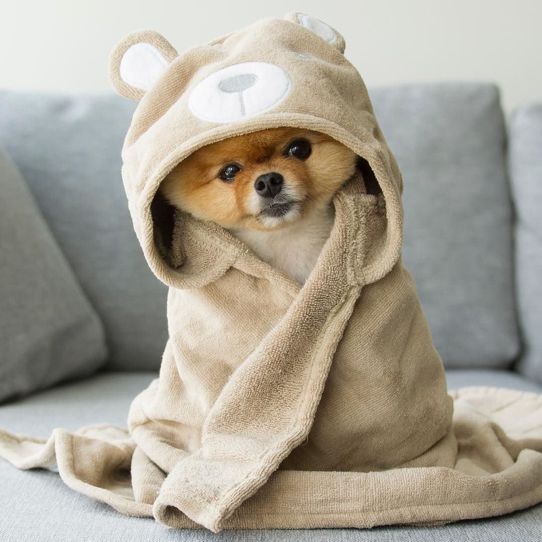 Собачка в костюмчике