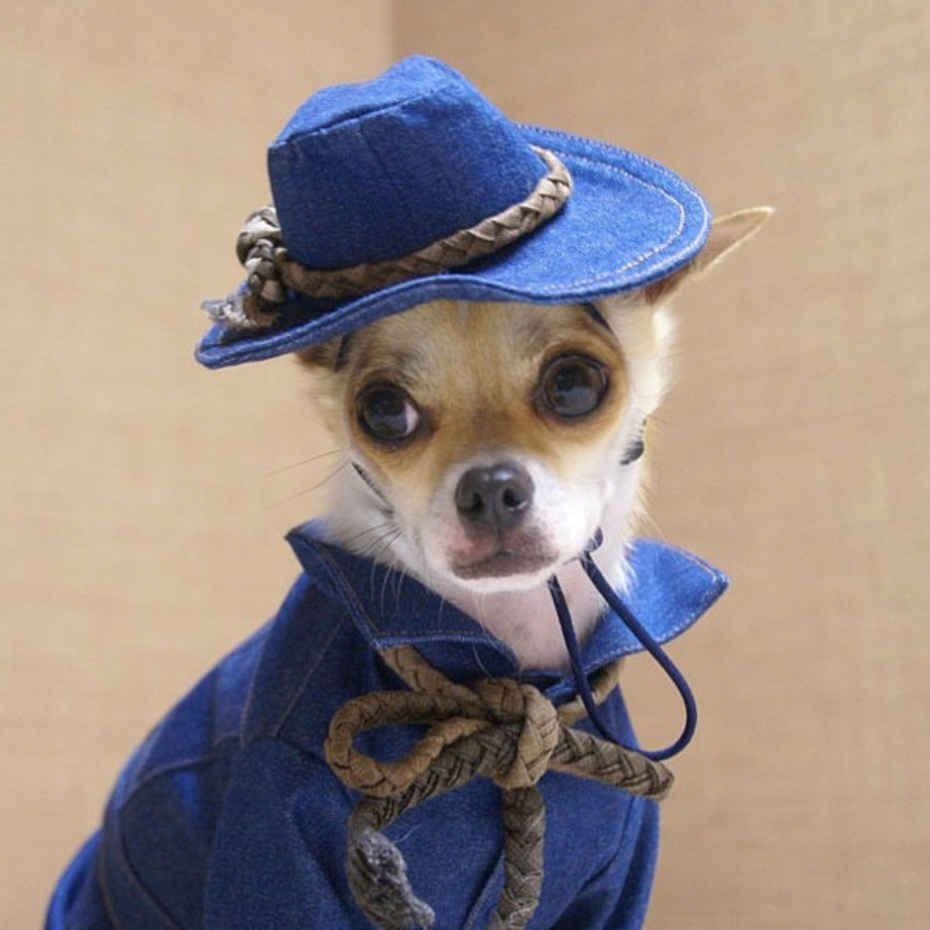 Шляпки для собак