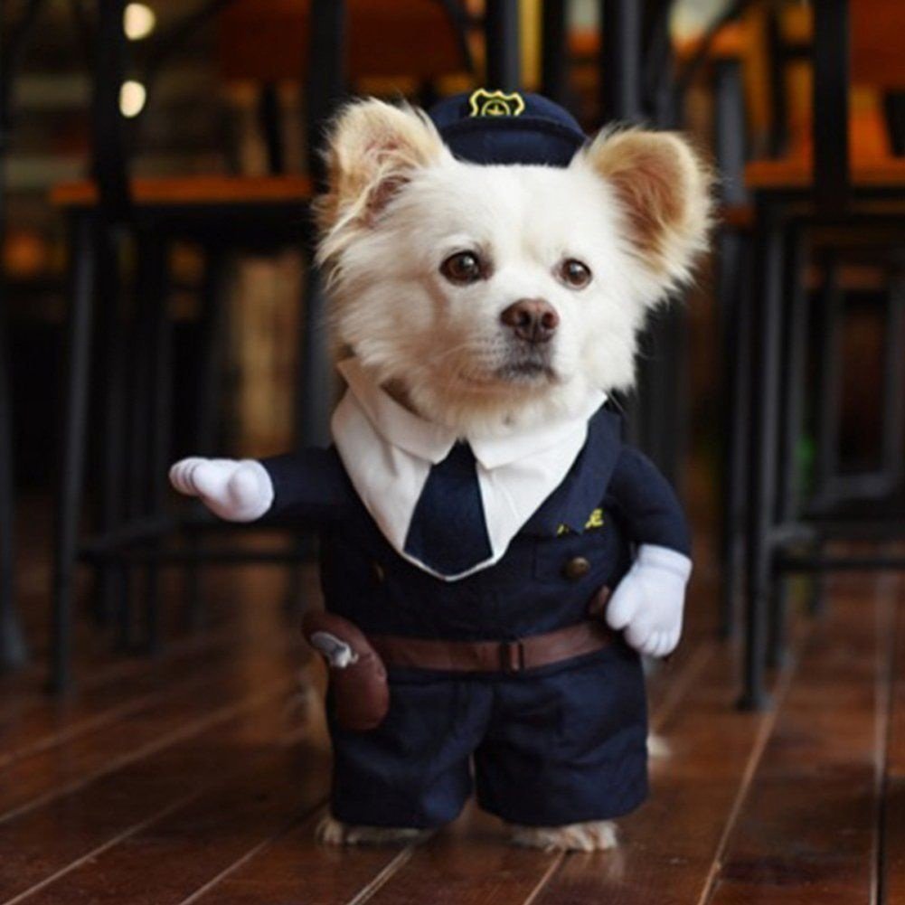 Милые собачки в костюмах