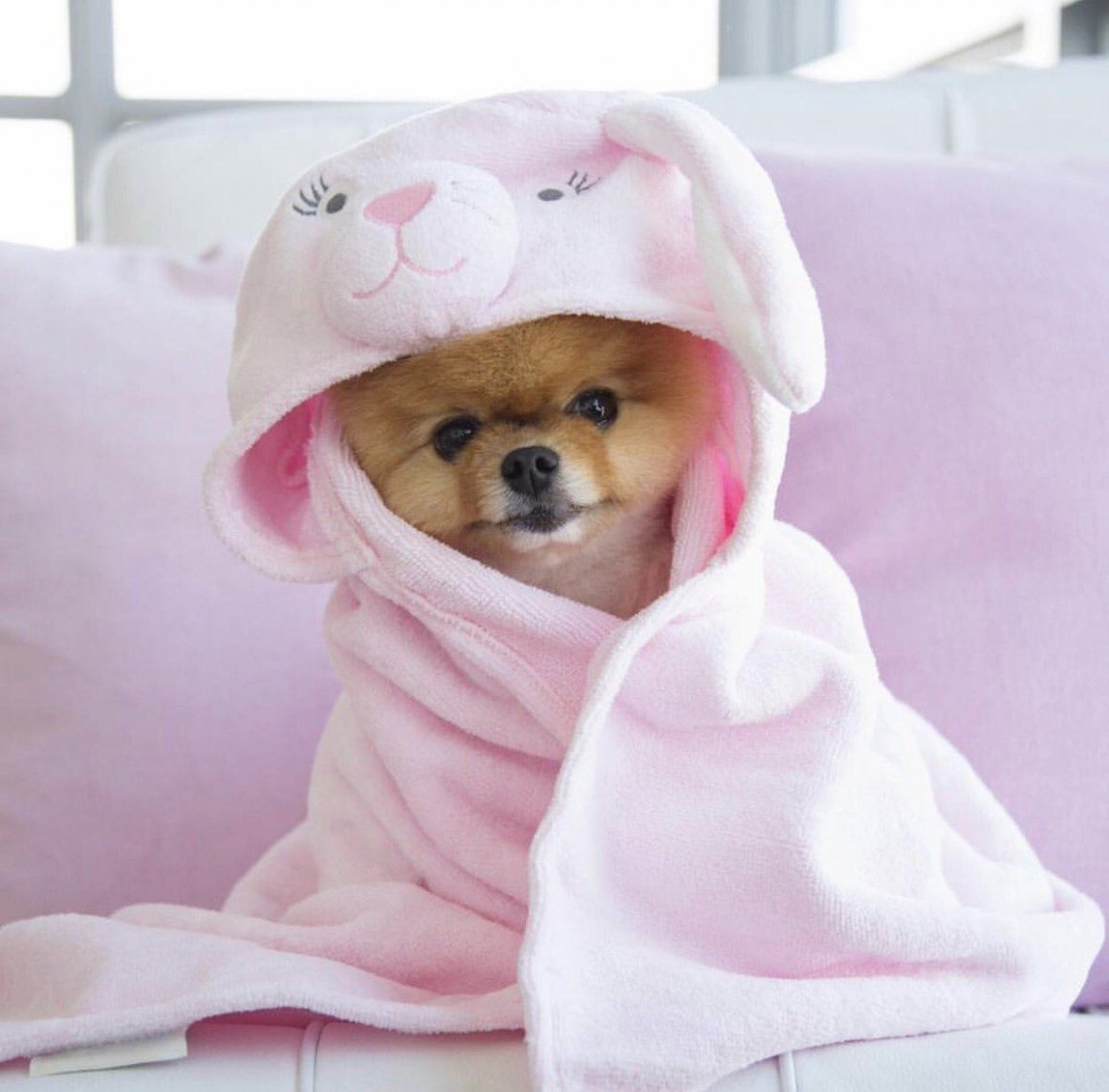 Шпиц в одежде