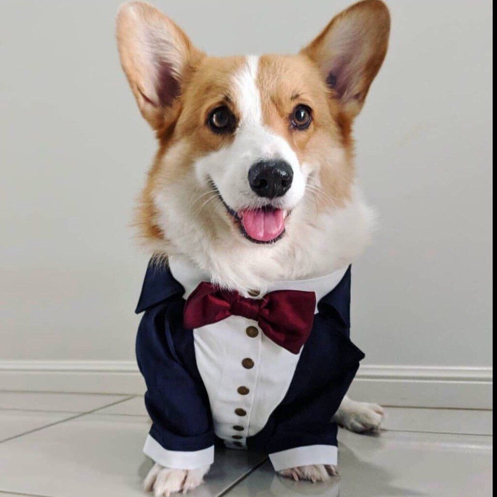 Смокинг вельш-корги