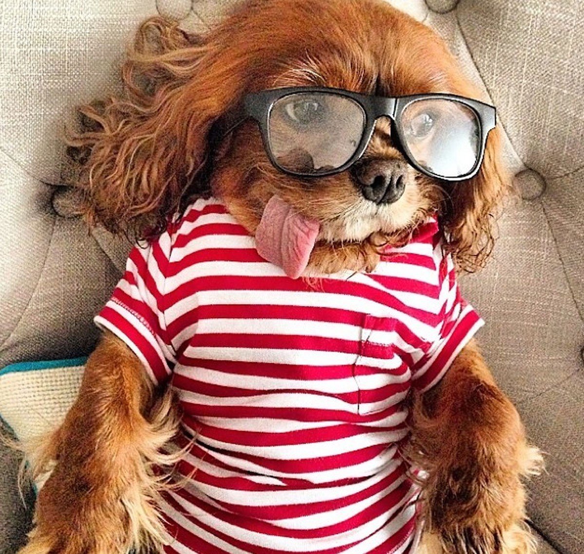 Животные в нарядах