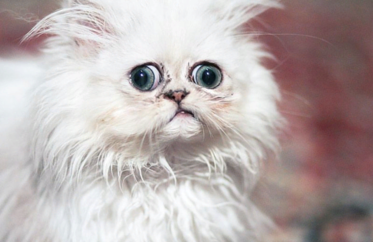 Кот Персидская шиншилла Вилфред
