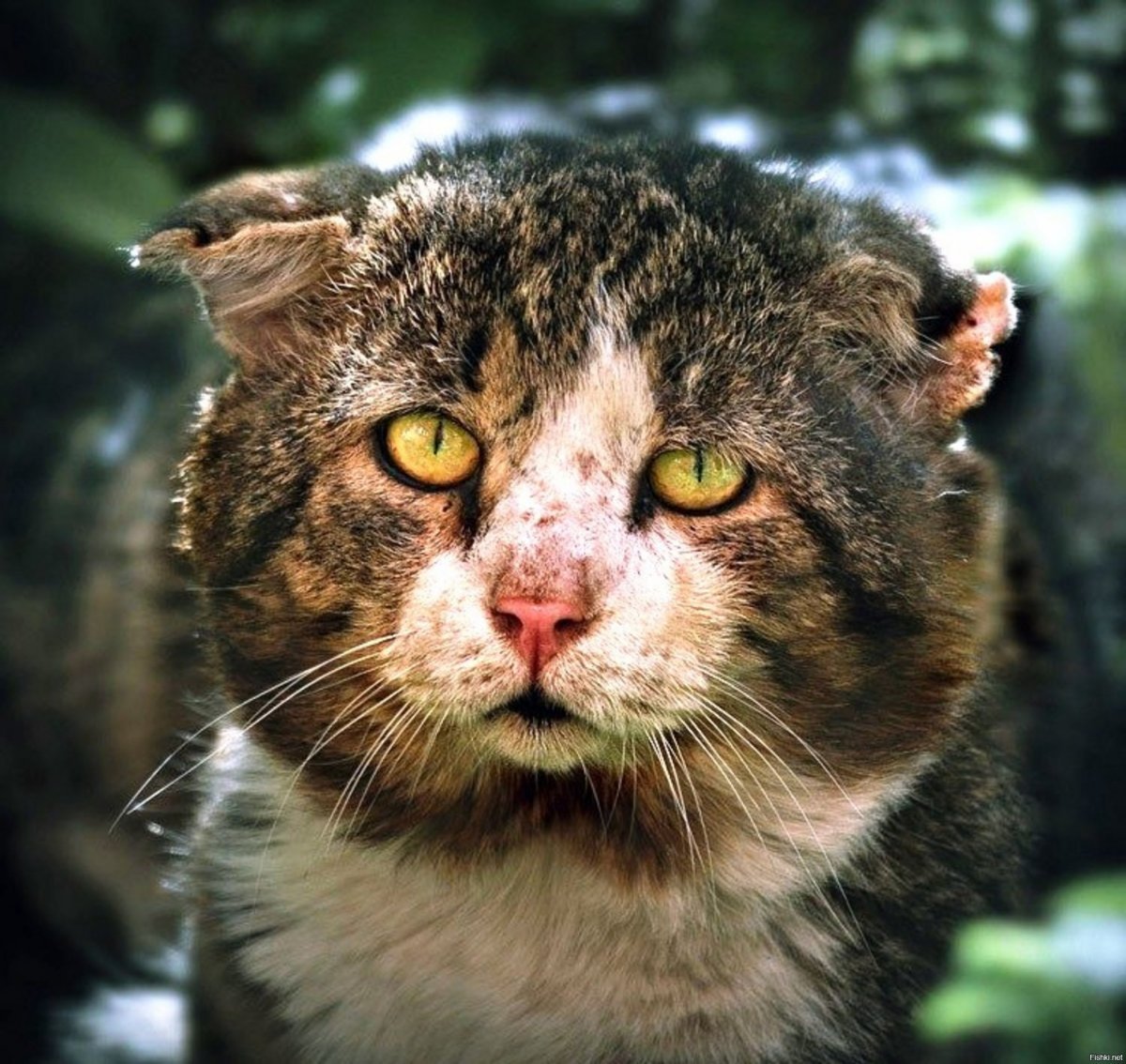 Злой сиамский кот