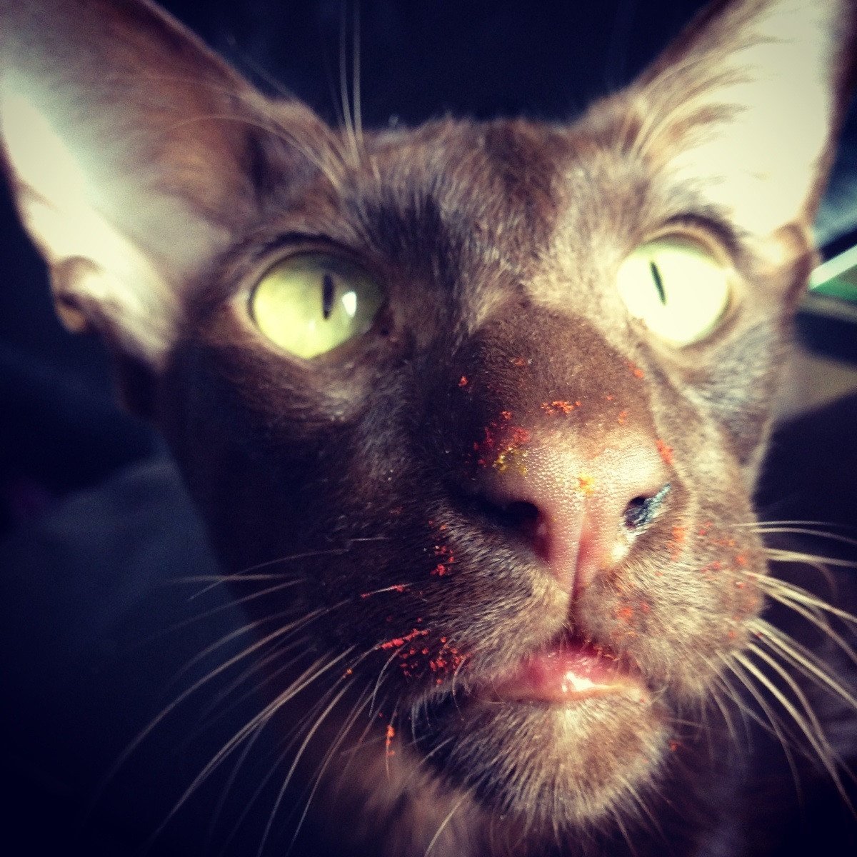 Кот в траве