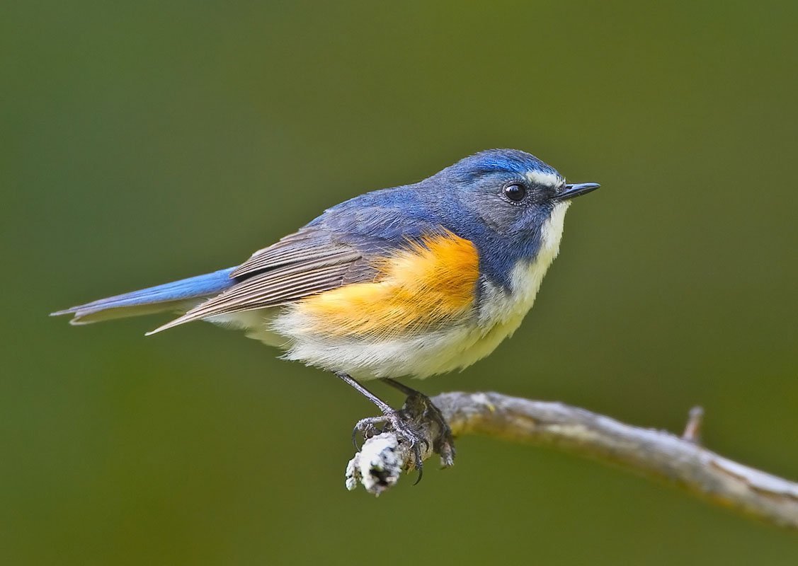 Байкальский заповедник синехвостка