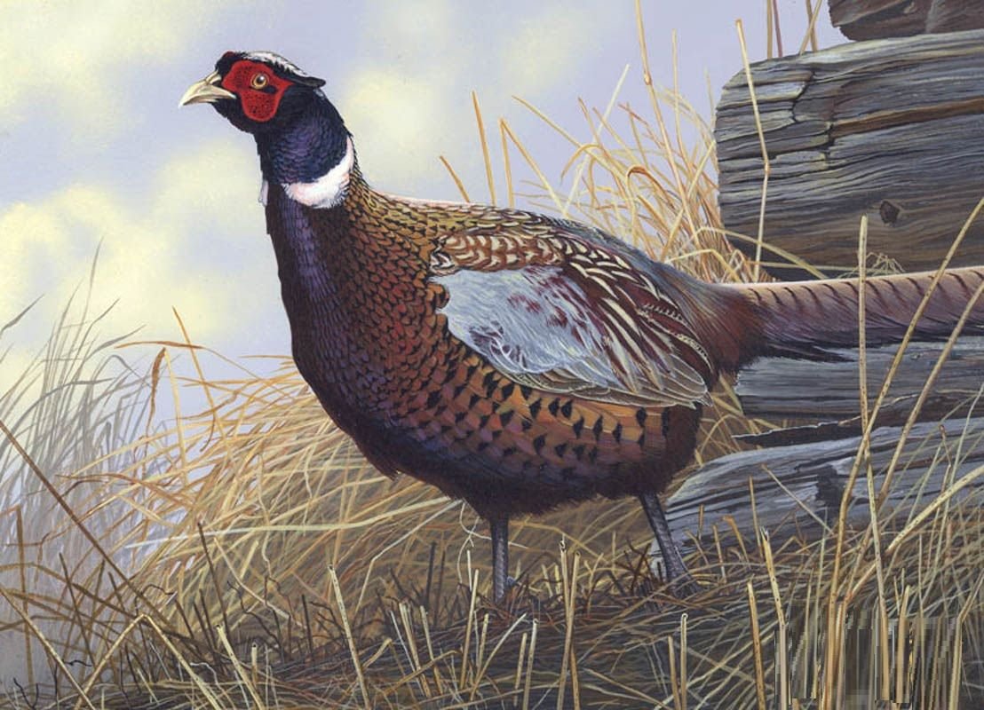 Императорский бордовый Павлин