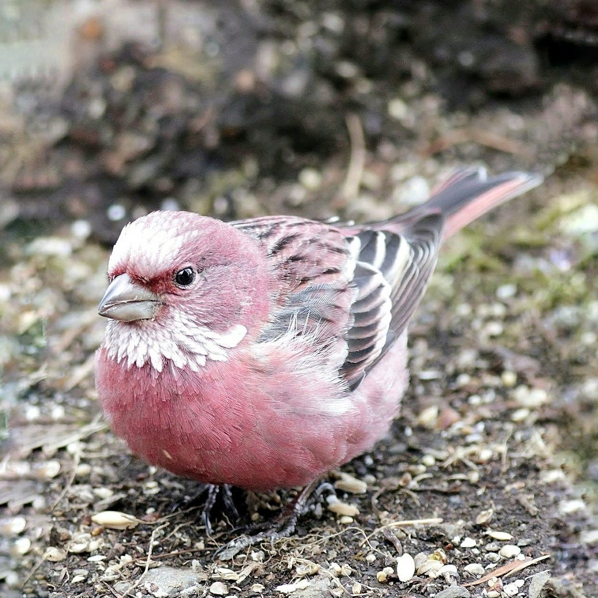 Птичка розовый