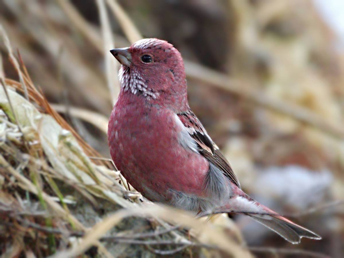 Сибирская чечевица Carpodacus roseus
