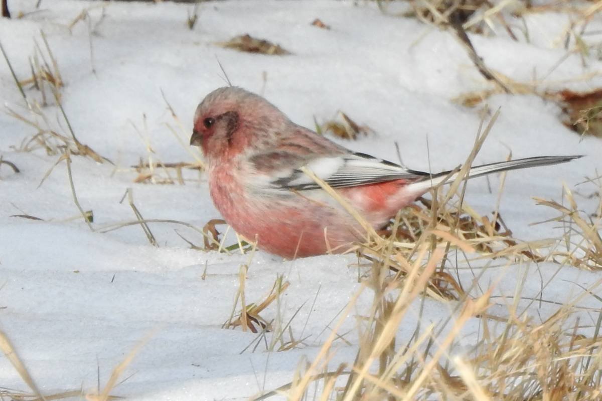 Синица с красной грудкой