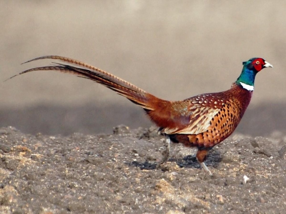 Пёстрый фазан Микадо