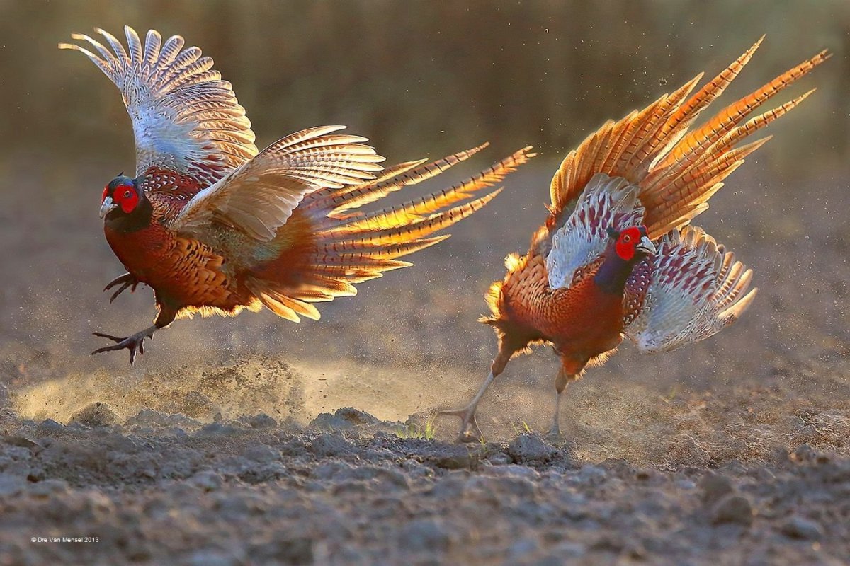 Фазан гуашью