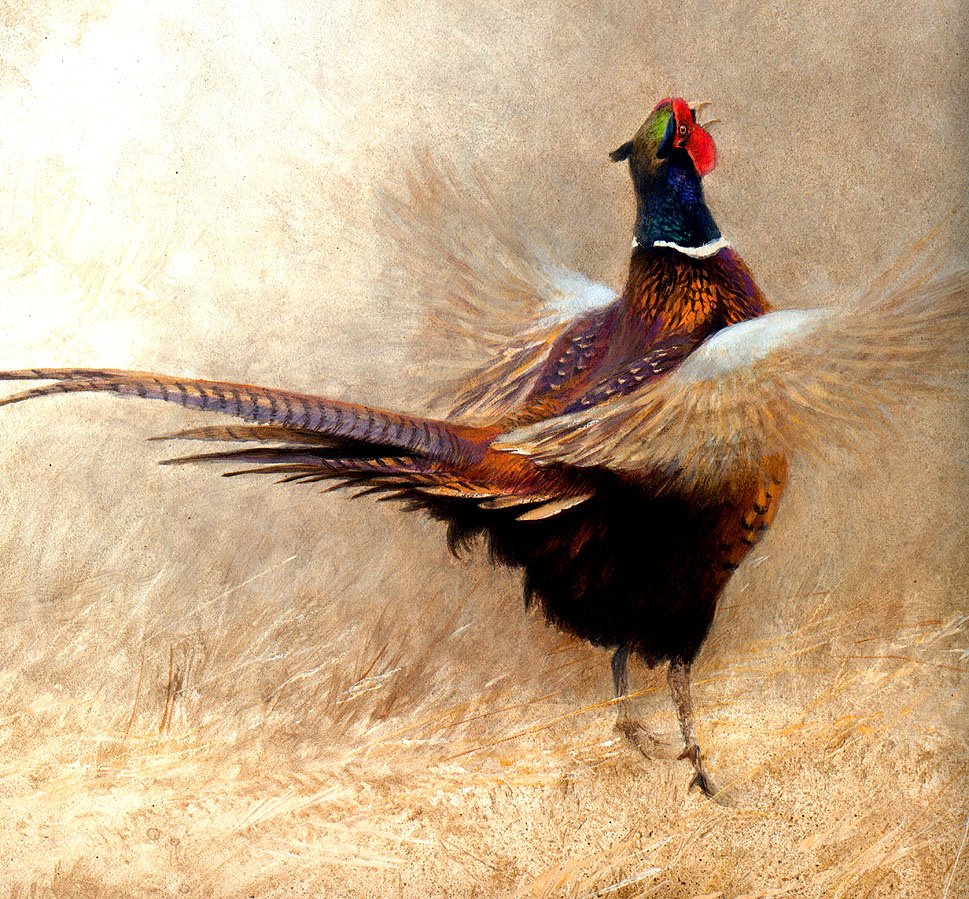 Королевский алмазный фазан