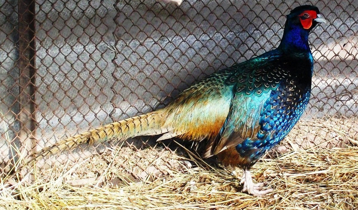 Фазан и Перепелка