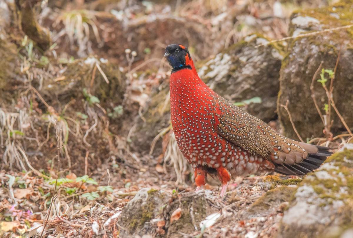 Зарафшанский фазан