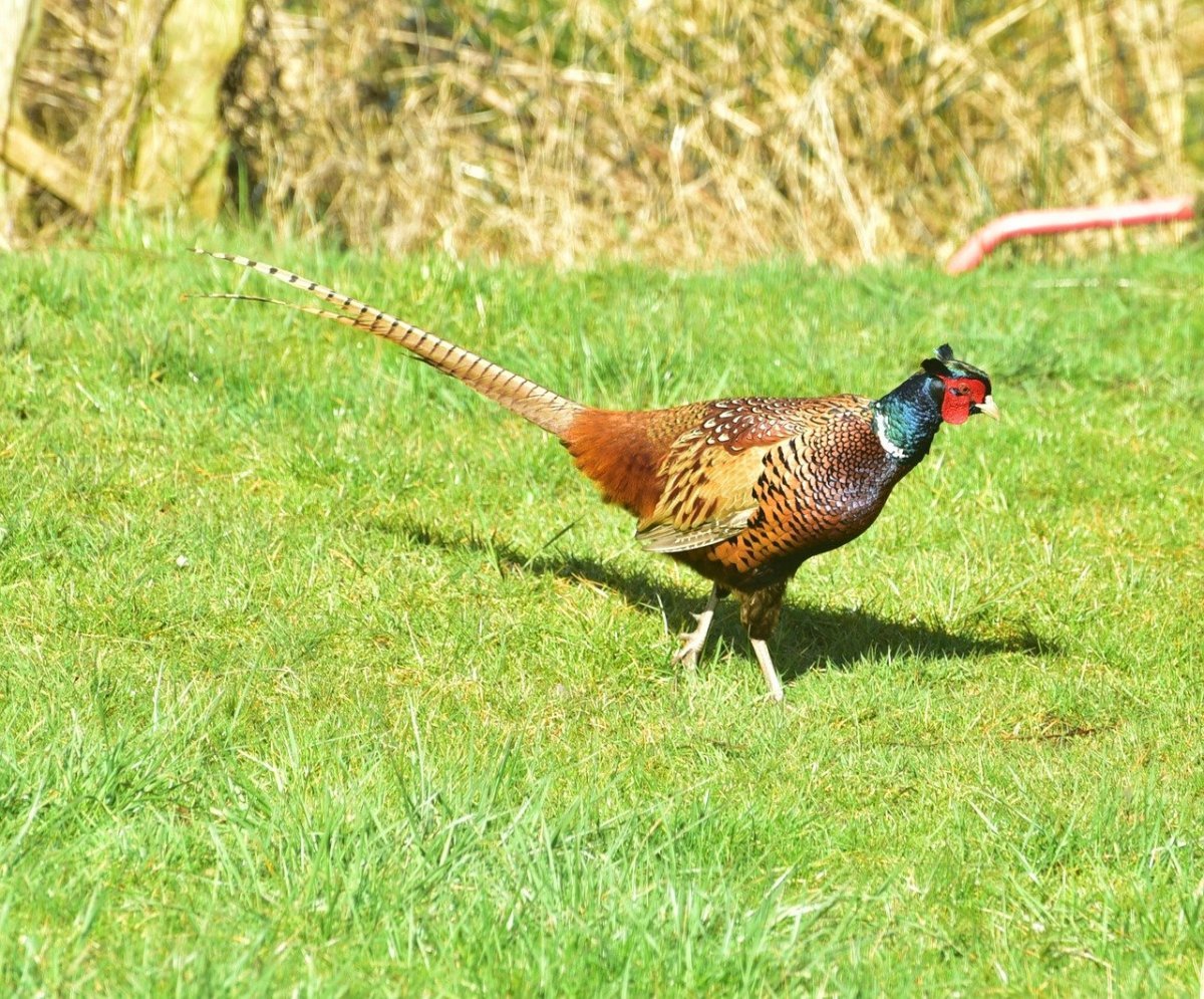 Золотоголовый фазан