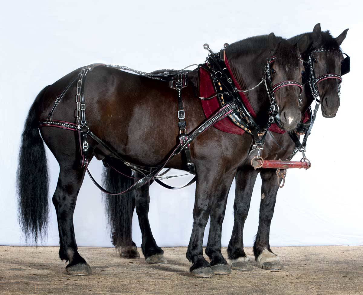 Упряжь цугом