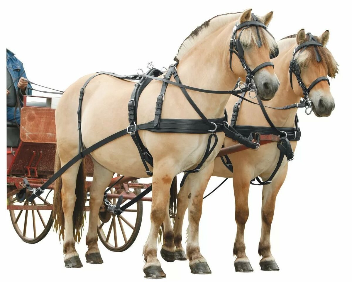 Упряжь постромочно Дышловая