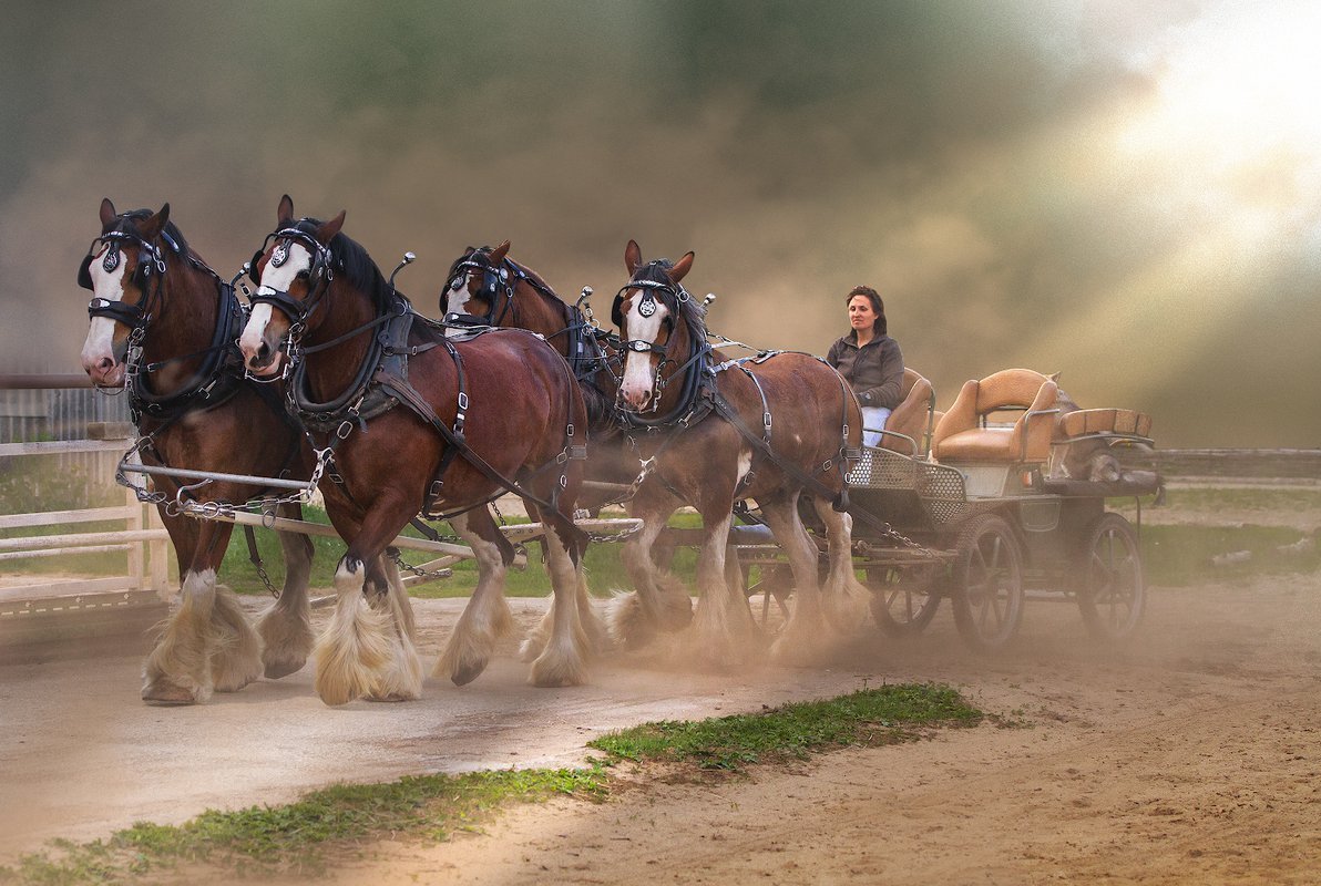 Лошади запряженные цугом