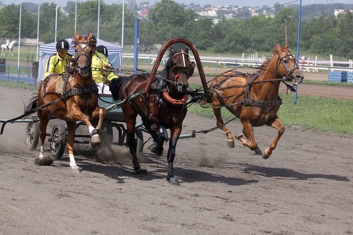 Пристяжные лошади