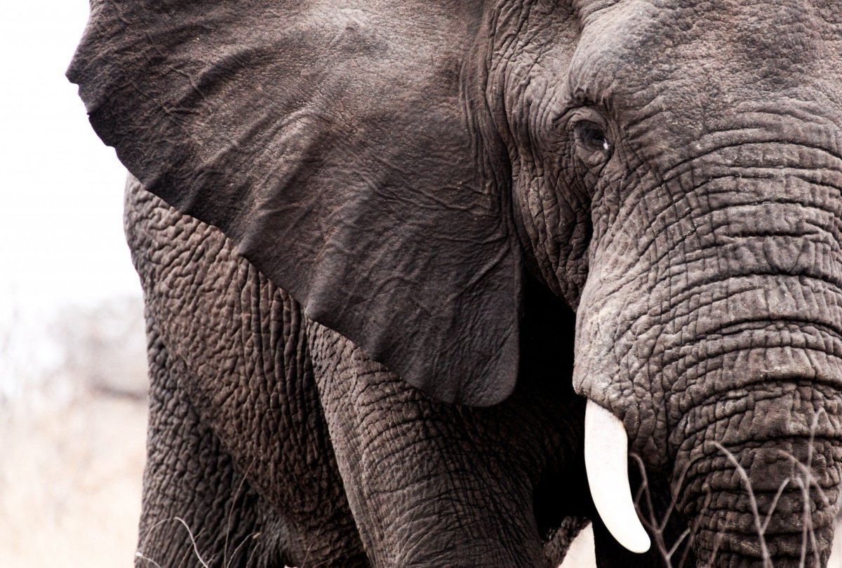Морда слона