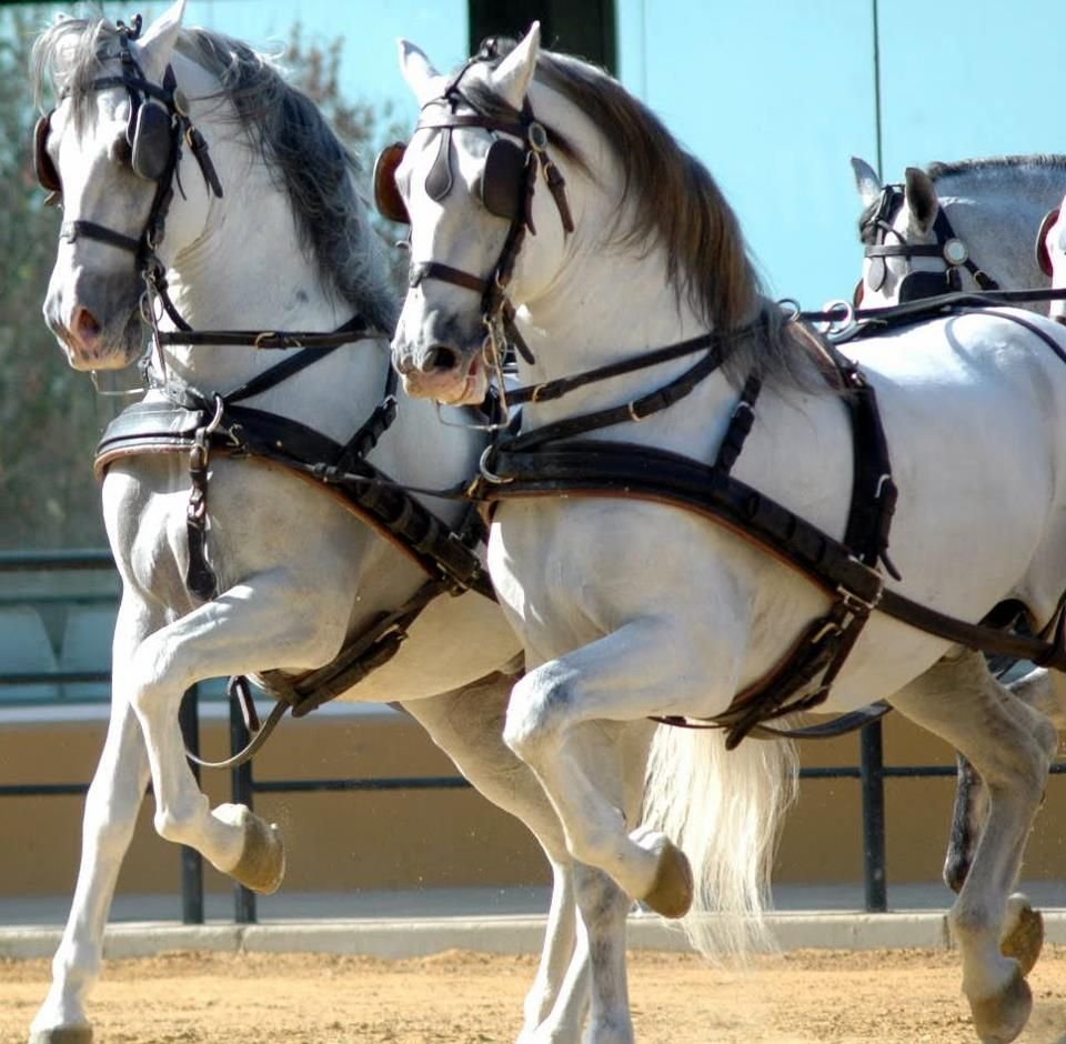 Тягловая упряжь для лошади