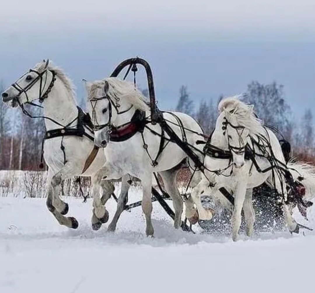 Русская тройка запряжка лошадей