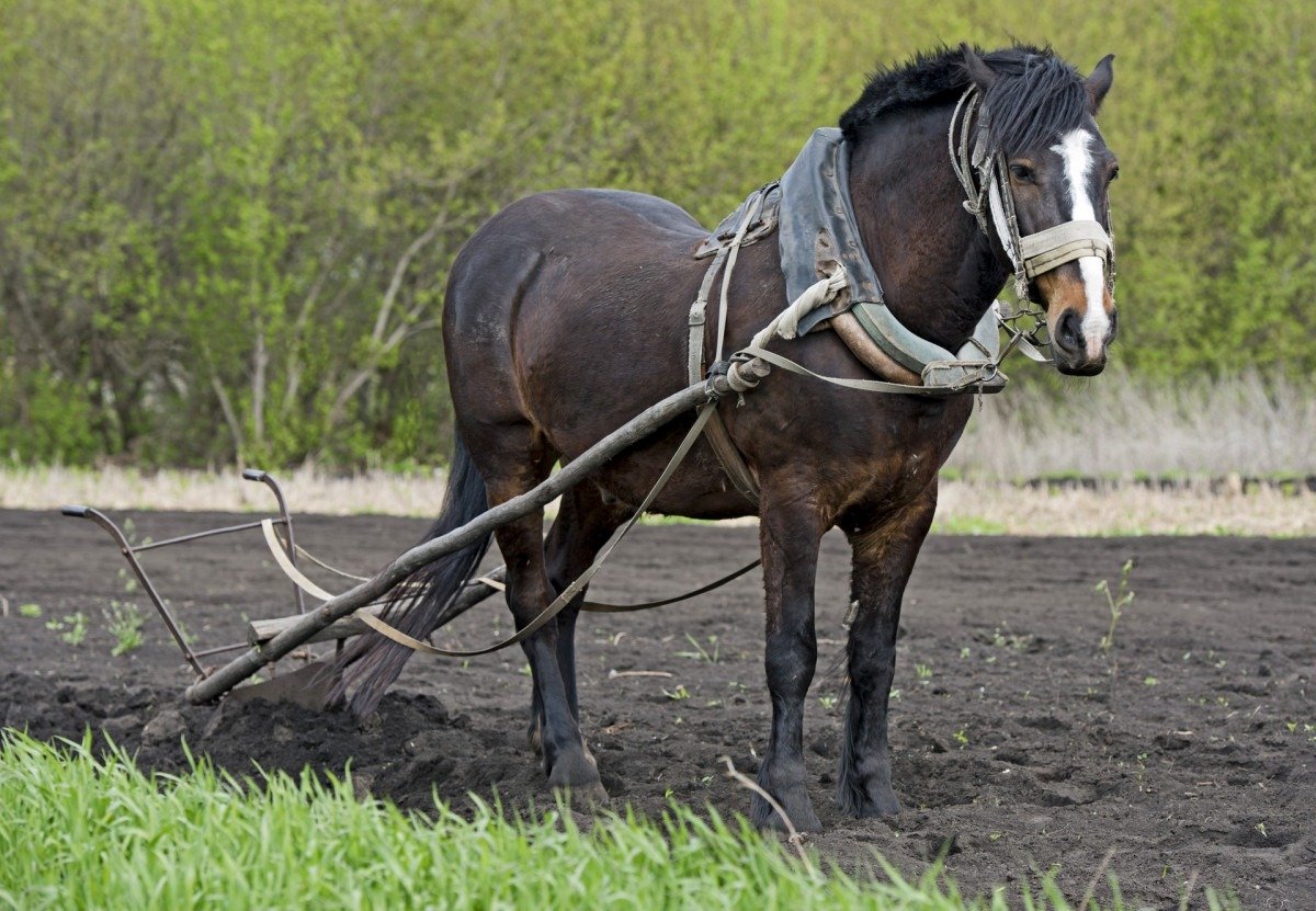 Лошадь пашет