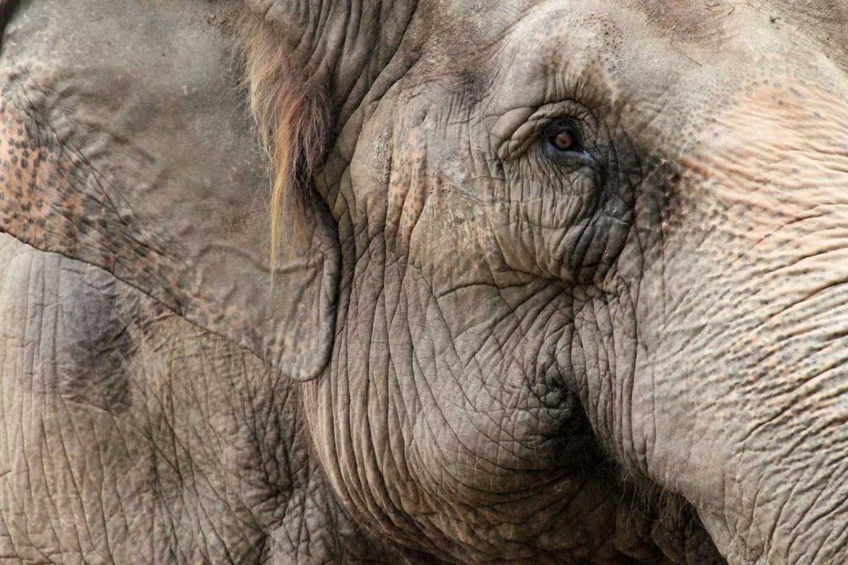 Слон орнамент